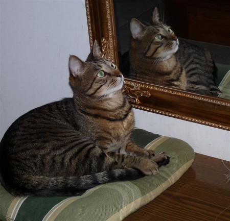 Macsi tükör